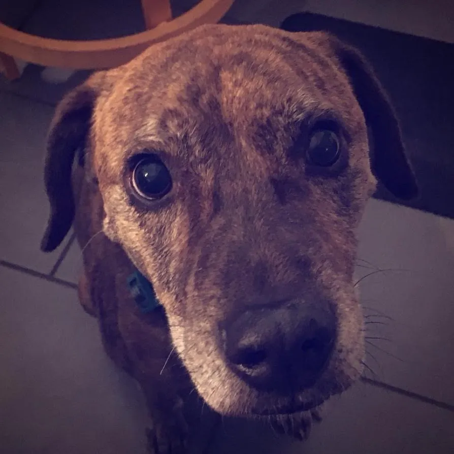 Rhett's Sweet Face