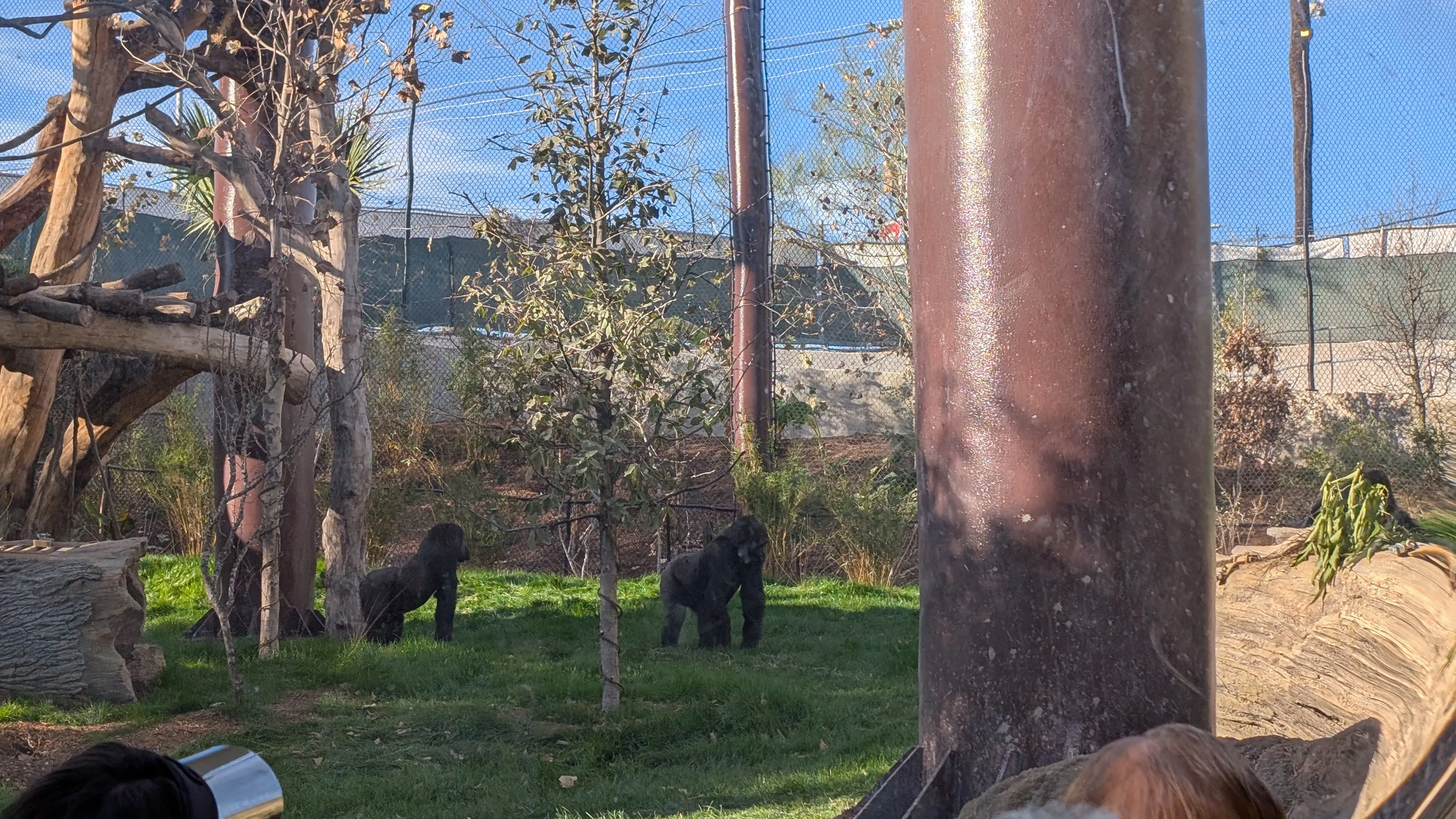 Gorillas
