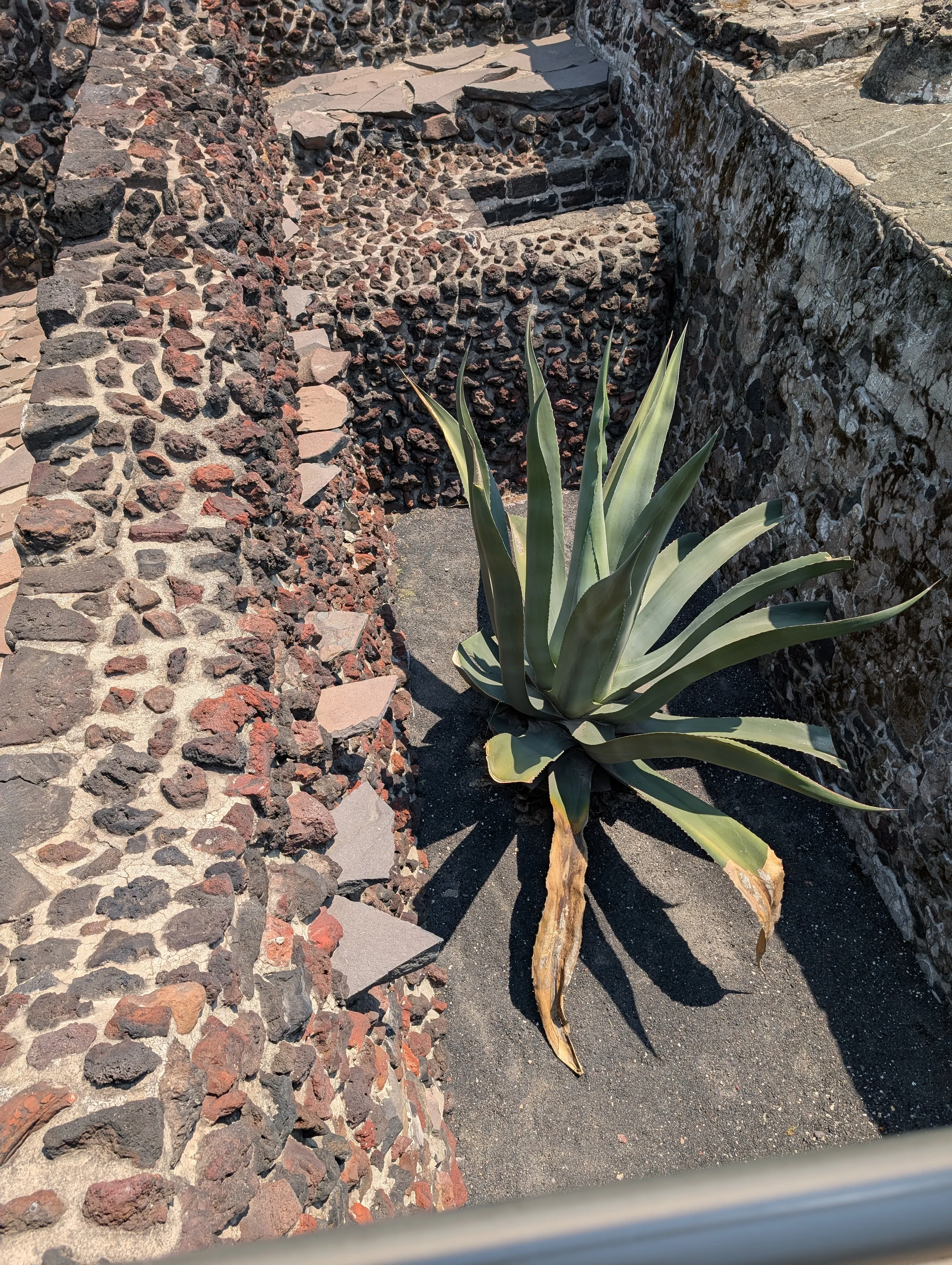 An agave in the ruins of a pyramid