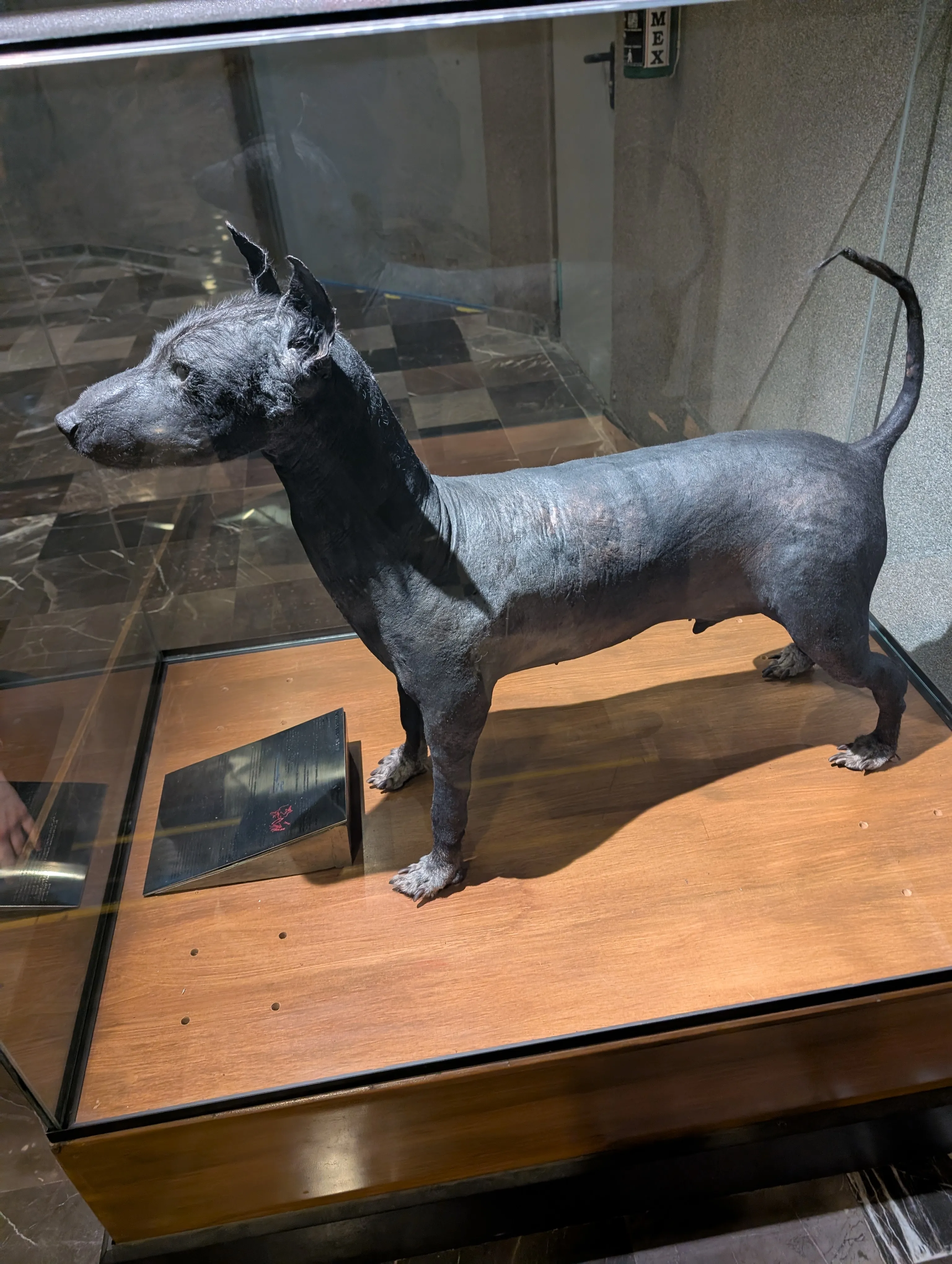 Taxidermied Dog