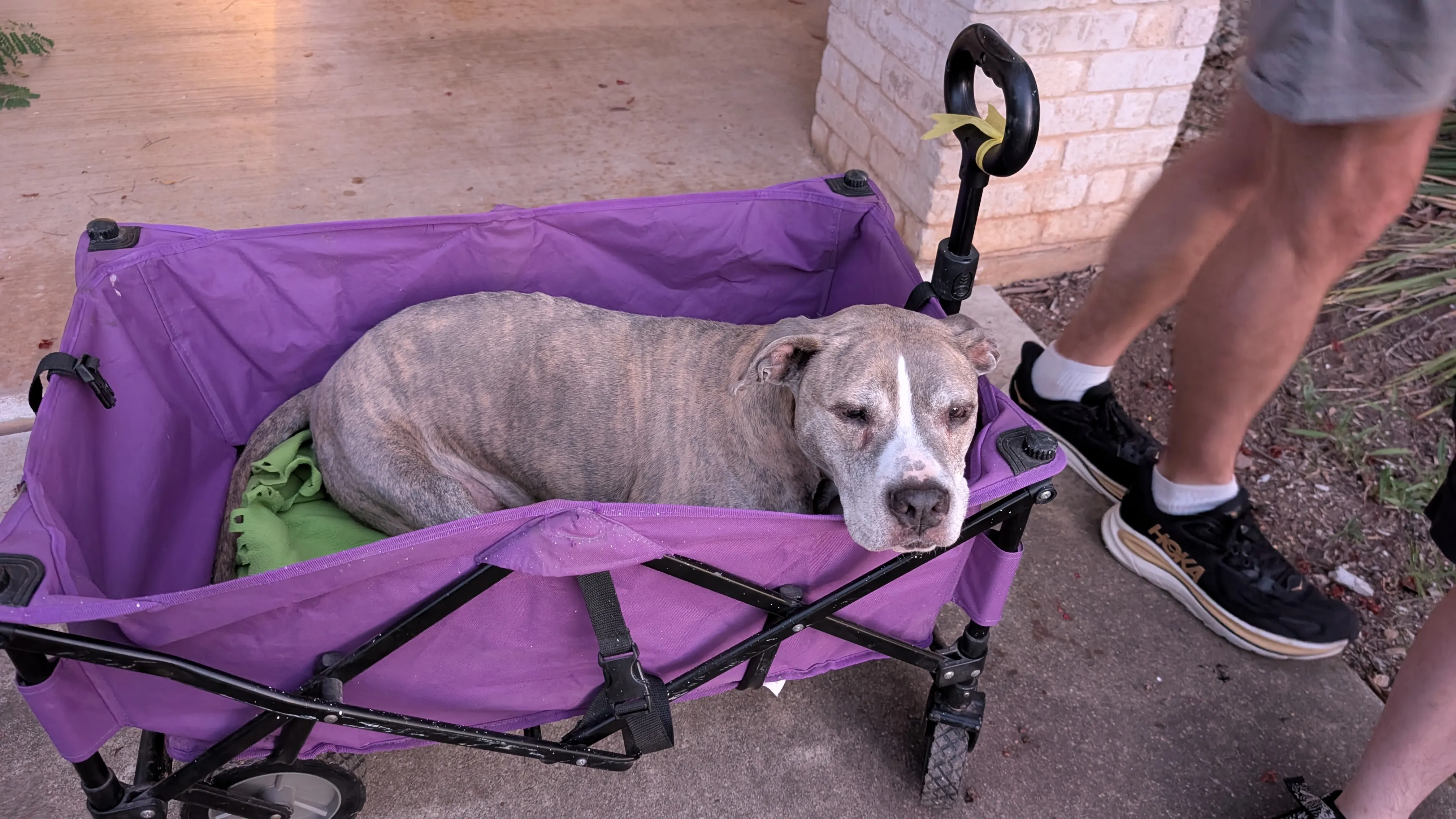 Walk in the cart